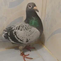کبوتر پلاکی