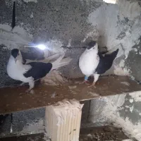 کبوتر