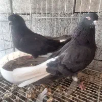 کفتر