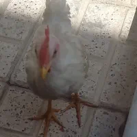 خروس