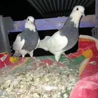کبوتر طوق کرمانشاهی
