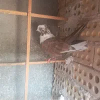 کفتر|پرنده|مشهد, بهمن|دیوار