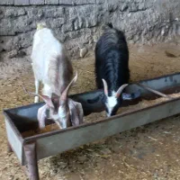 دو بز چاق و پروار مناسب داشت و کشت