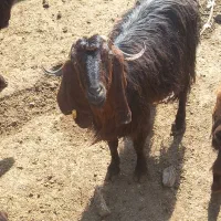 فروش بره نر