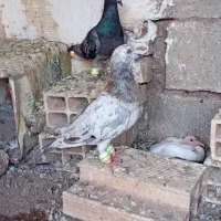 هفرنگ خطی جوان وزربه