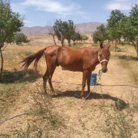 اسب