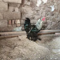 خروس برهما