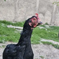 مرغ لاری جنس