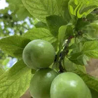 لواشک آلوچه نصفه ای درست میکنم