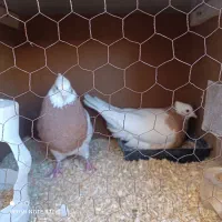 جفت طوقی