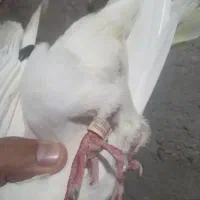 کبوتر لوت شماره عراق