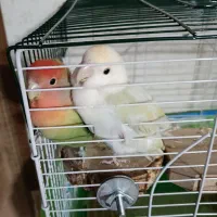 فروش طوطی برزیلی ماده