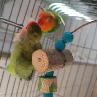 طوطی|پرنده|میانه, |دیوار