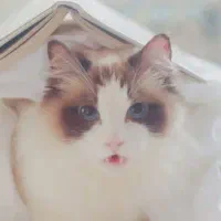 گربه نژاد دار