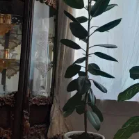 گل گوش فیلی