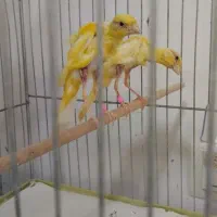 قناری یه سر
