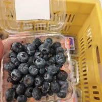 بلوبری گلخانه و فضای باز