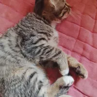 بچه گربه