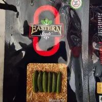 خیار مینیکو