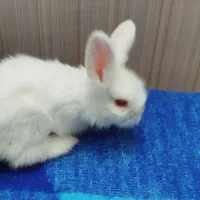 خرگوش جرسی خارجی چشم قرمز