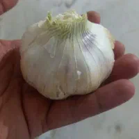سیر درجه یک جهت مصرف و بذر