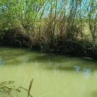 فروش-باغ-در-کاله