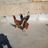 خروس ومرغ لاری یکساله