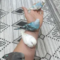 مرغ عشق