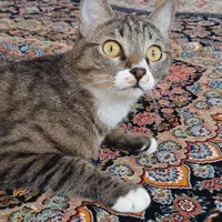 واگذاری رایگان گربه خانگی
