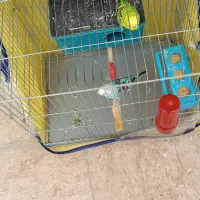 مرغ عشق نر و ماده