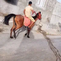 اسب‌مادیان