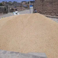 جو سفید فروشی