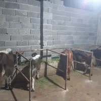 گاو گوساله لیشه