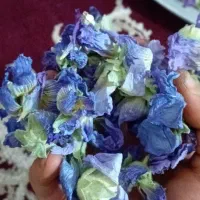گل پنیرک خبازی درجه یک ( ختمی )