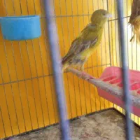 قناری ماده سبز چمنی اماده وجوان