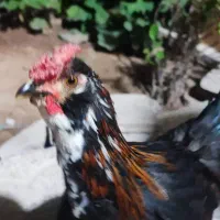 خروس
