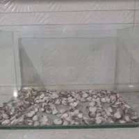اکواریوم شرکتی معاوضه با عروس هلندی نر بالغ