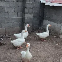 قوغازسفید اوکراینی