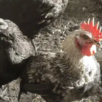 خروس جوان سرحال