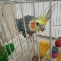 عروس هلندی دستی