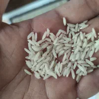 برنج هاشمی درجه یک