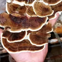 قارچ ترکی تیل (خشک تکه‌ای / پودر شده)