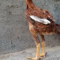 یک‌جفت‌جوجه‌لاری‌انتیک‌افغان