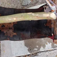 مشک دوغ