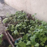 بذر بادمجون