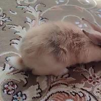 خرگوش