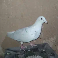 کفتر پلاکی نر درشت