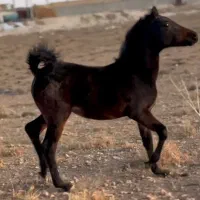 کره اسب ماده