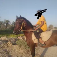 اسب