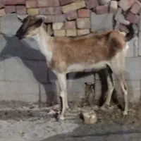 بز دو کهره ای فاریاب